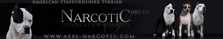 Mł.Ch.PL, Ch.PL ALEX Narcotic - Reproduktor American Staffordshire Terrier